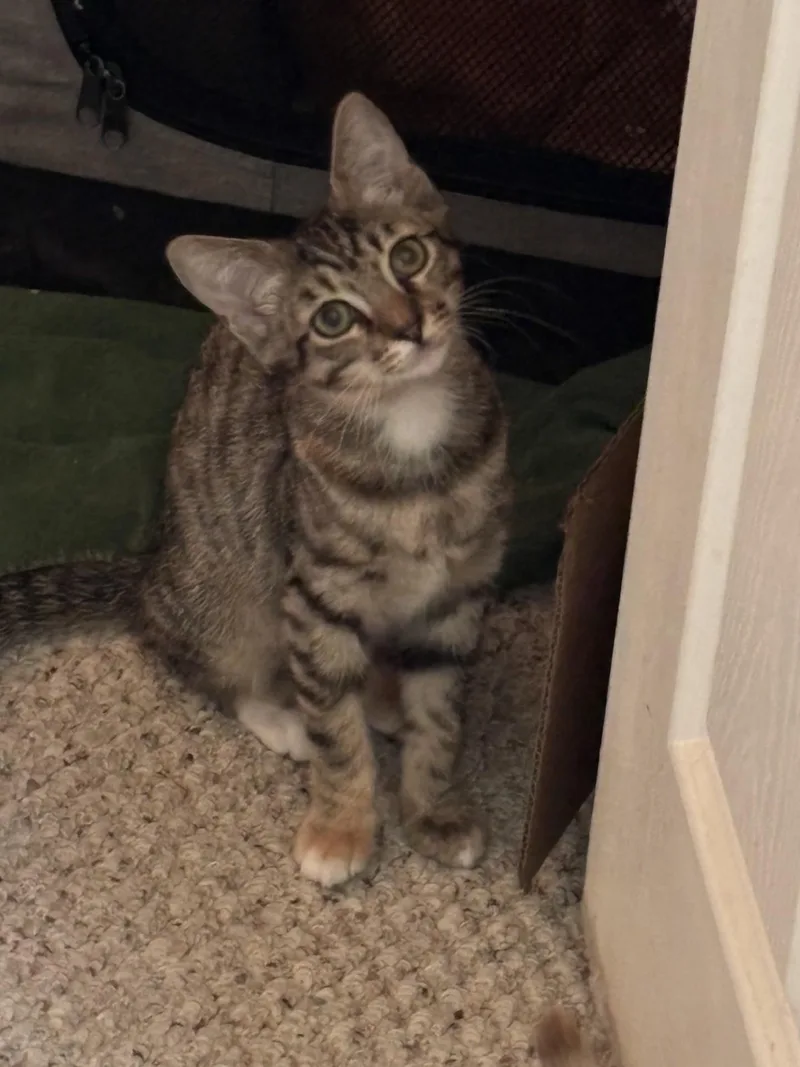 Crackle & Pop! thumbnail 3