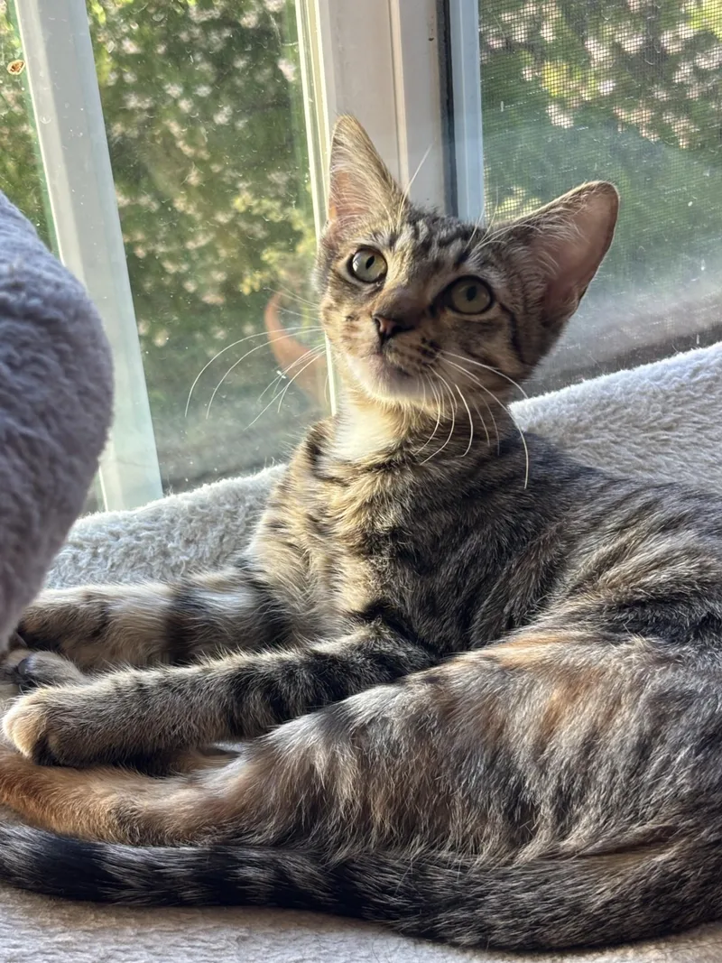 Crackle & Pop! thumbnail 4