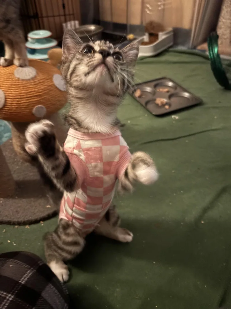 Crackle & Pop! thumbnail 5