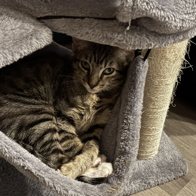 Crackle & Pop! thumbnail 6