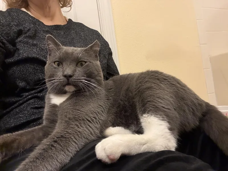 Valentino thumbnail 2