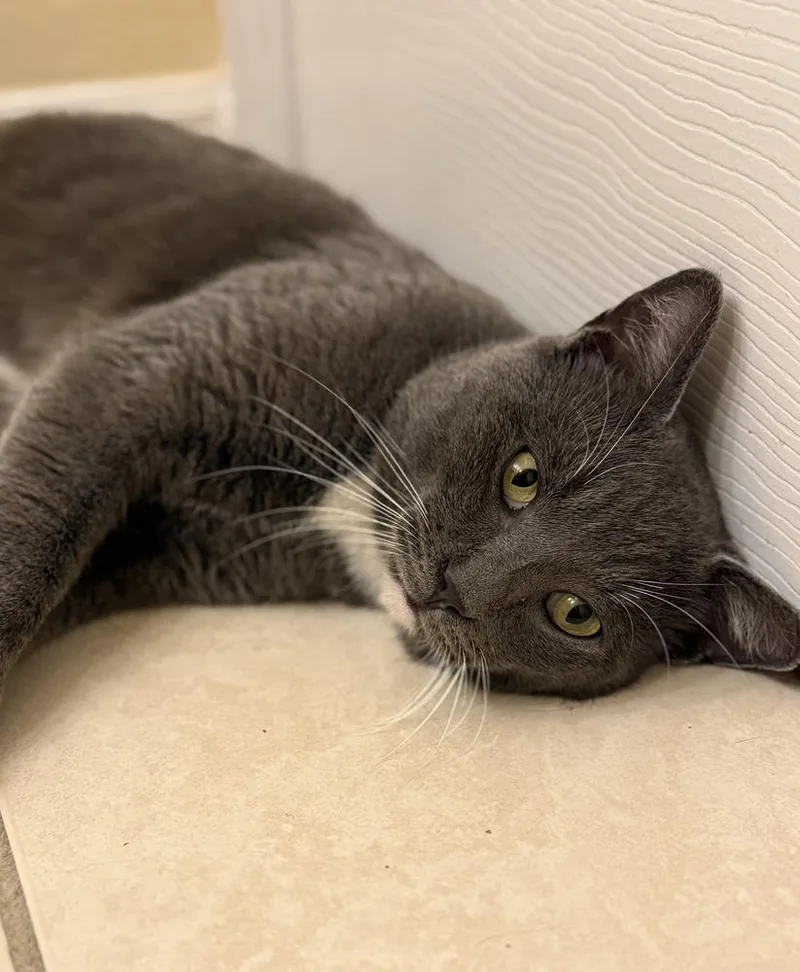 Valentino thumbnail 3