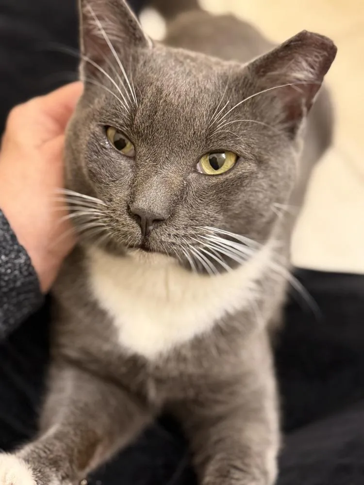 Valentino thumbnail 5