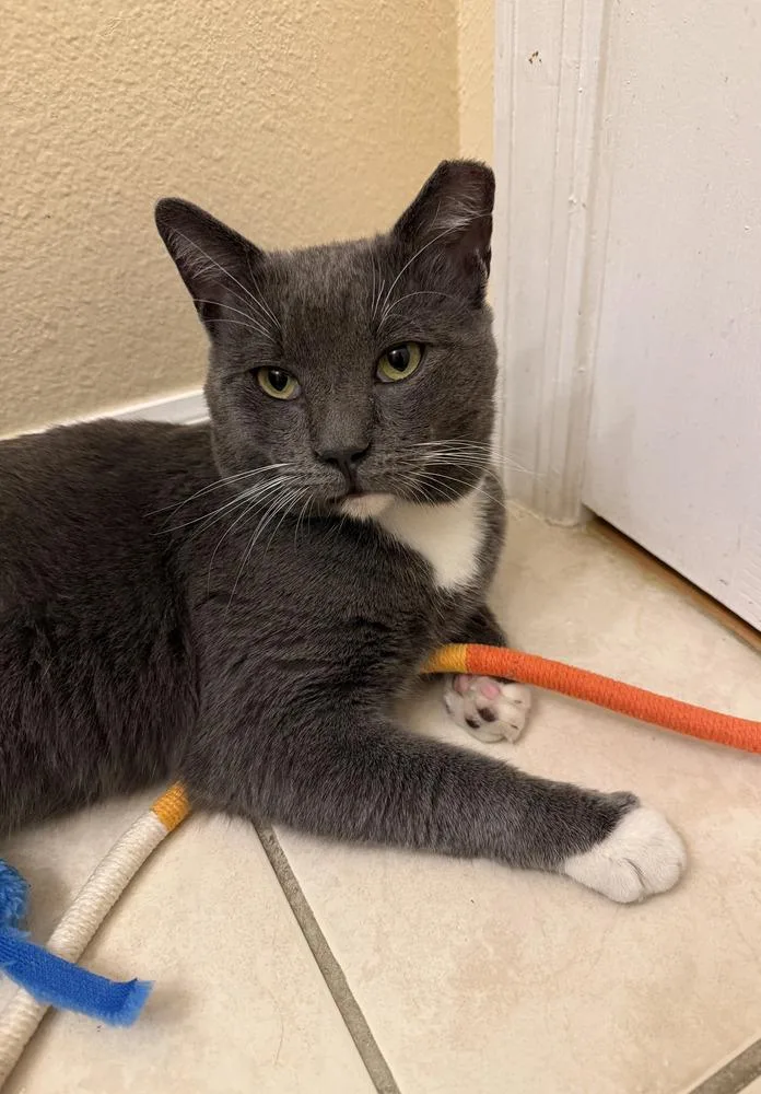 Valentino thumbnail 6