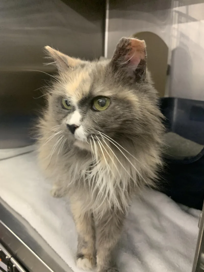 Miss Honey thumbnail 2