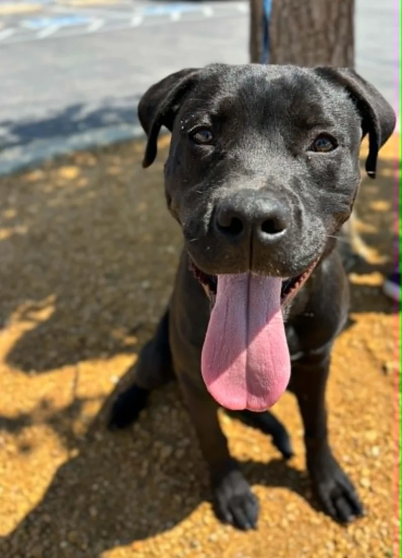 A young large-sized male Black Labrador Retriever dog named Shadow for adoption in Piedmont, OK