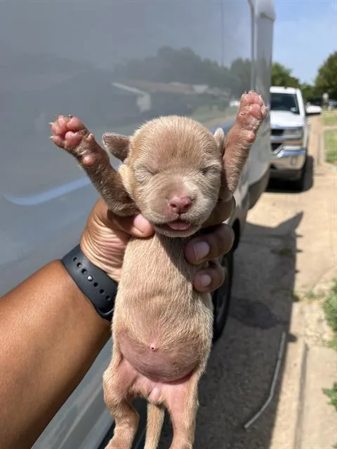 A baby large-sized female Mixed Breed dog named Layla for adoption in Dallas, TX