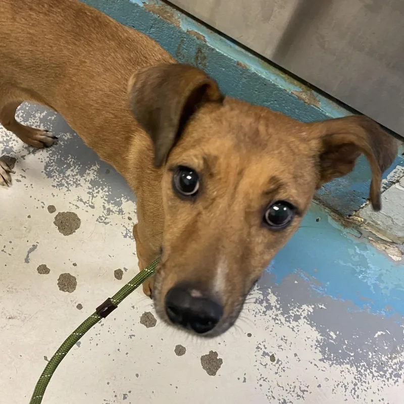 An adult medium-sized female Yellow / Tan / Blond / Fawn Mixed Breed dog named Hannah for adoption in Charleston, WV