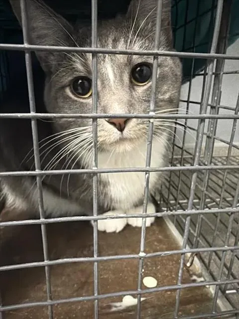 A young large-sized male Domestic Short Hair cat named Cinos for adoption in Las Vegas, NV