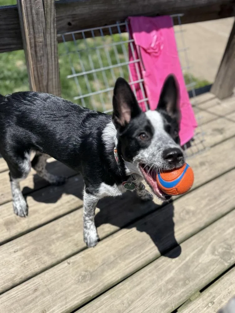 A baby medium-sized female Tricolor (Brown, Black, & White) Australian Cattle Dog / Blue Heeler dog named Maude for adoption in Mansfield, OH