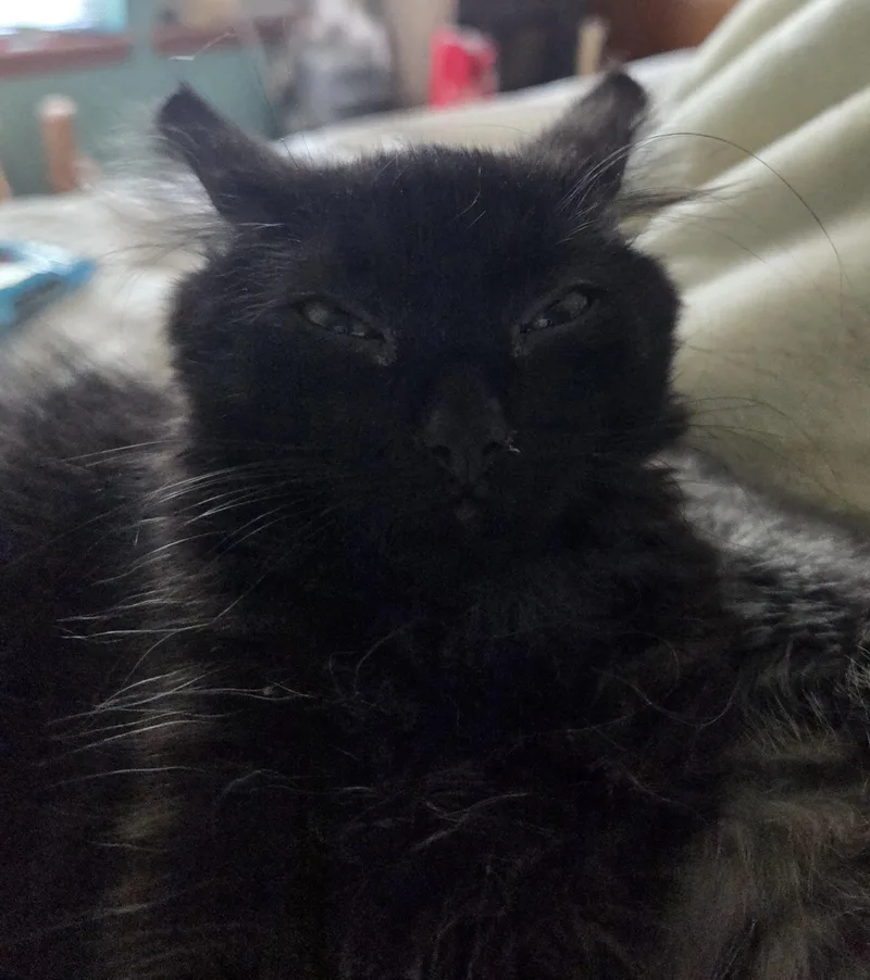 A baby small-sized female Black Domestic Medium Hair cat named Etta James Warwick for adoption in Morrison, CO