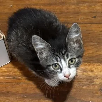 A baby small-sized male Tabby (Leopard / Spotted) Domestic Short Hair cat named Frito for adoption in Knoxville, TN