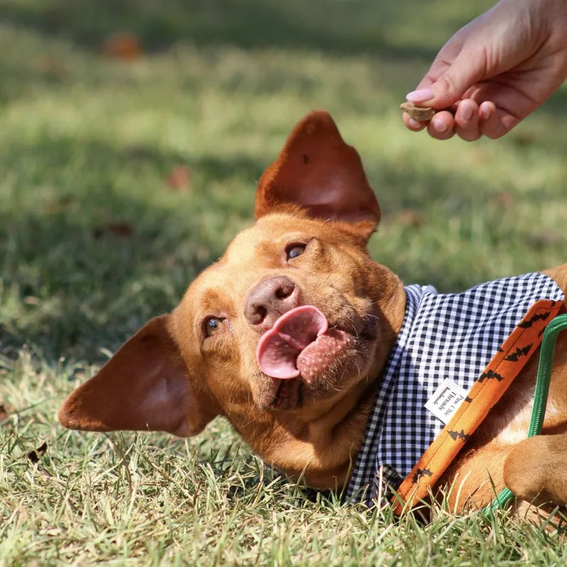 Waffles thumbnail 2