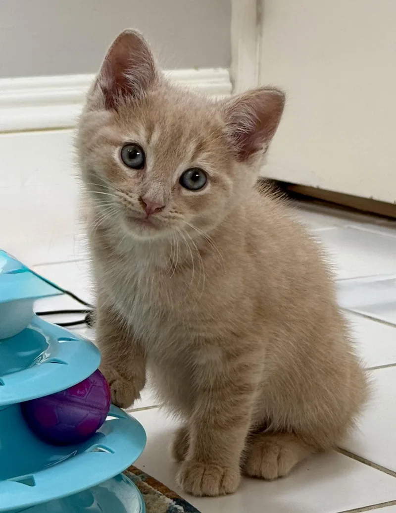 A baby large-sized male Buff / Tan / Fawn Domestic Short Hair cat named Ross for adoption in Montclair, NJ