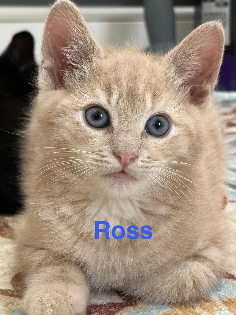 Ross thumbnail 4