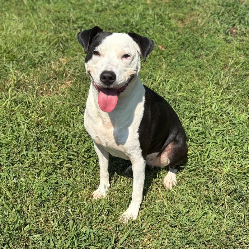 An adult large-sized female Black Mixed Breed dog named Oreo for adoption in Greenville, SC
