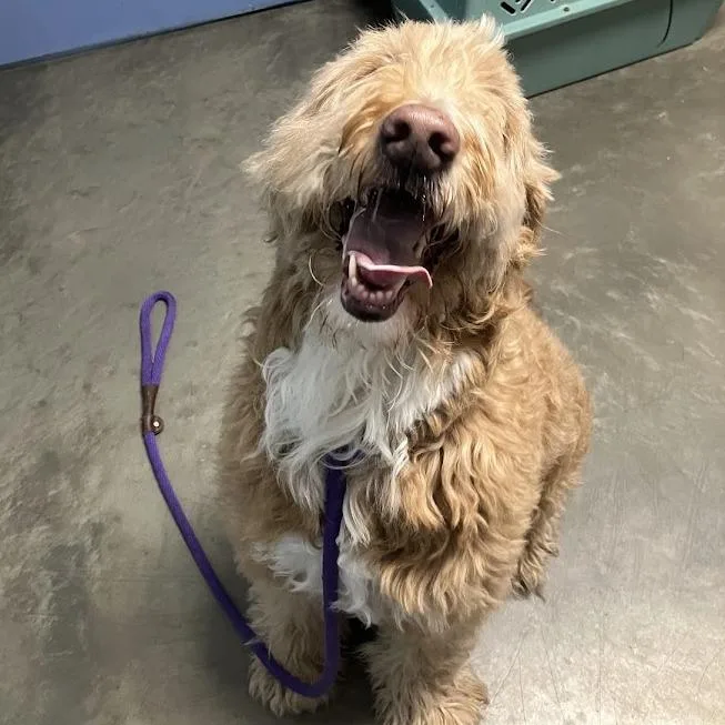 A senior large-sized female Golden Mixed Breed dog named Kaysee for adoption in DeKalb, IL