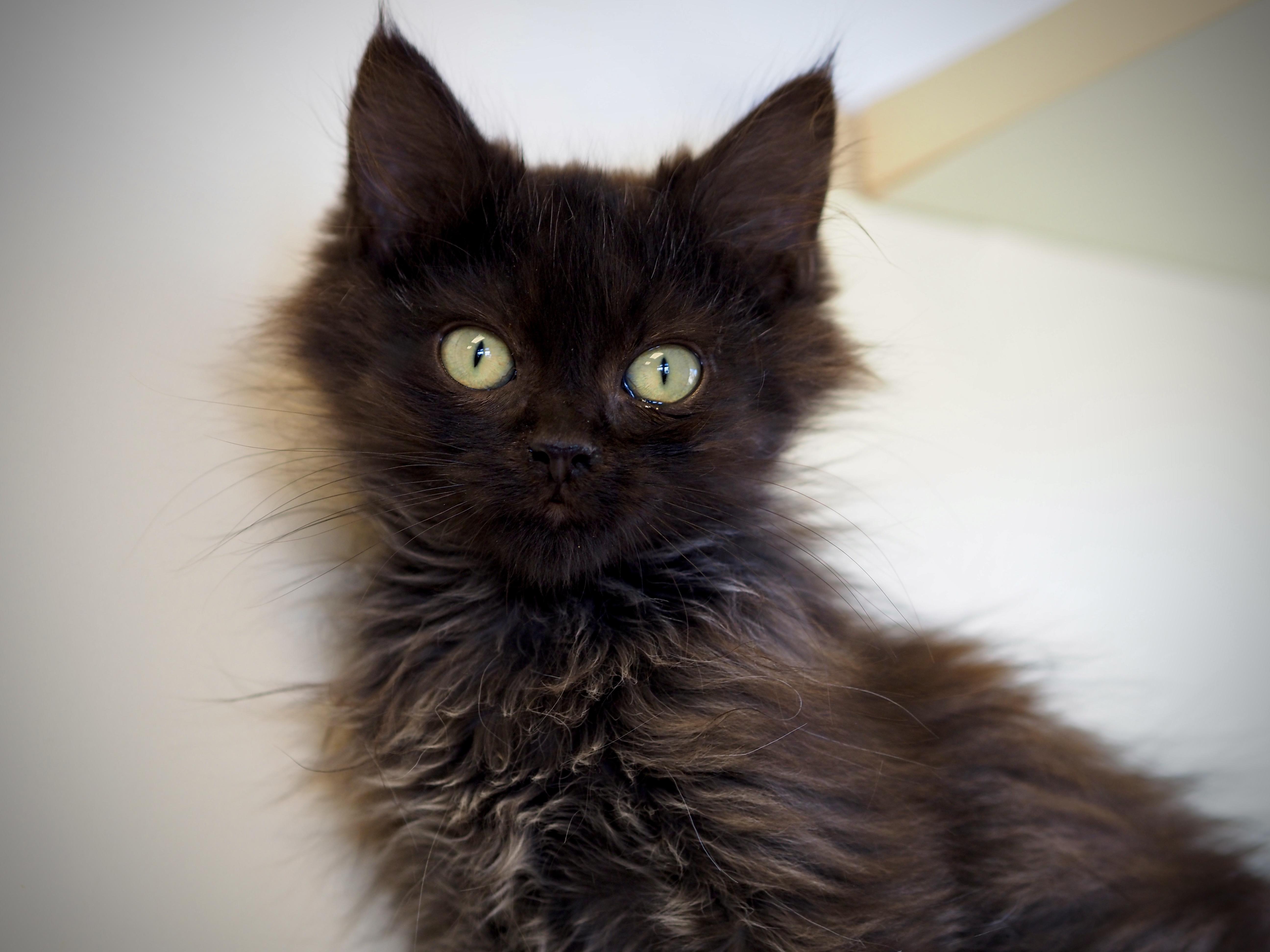 A baby medium-sized male Black Domestic Long Hair cat named Cheese for adoption in Buena Vista, CO