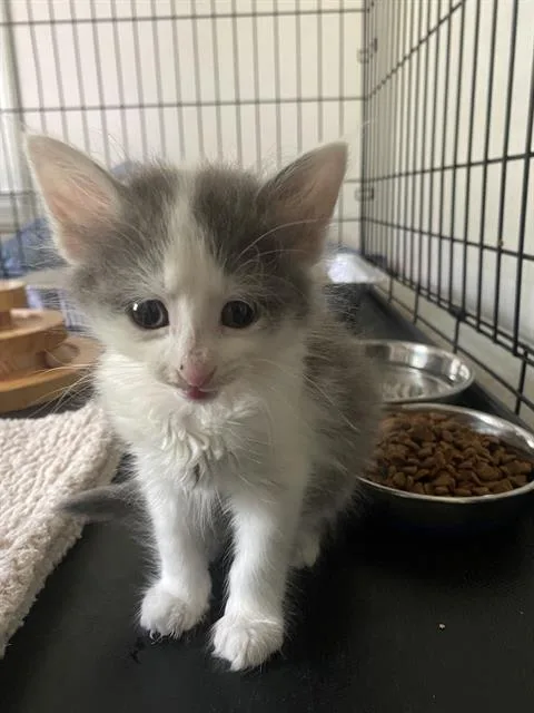 A baby small-sized female Domestic Medium Hair cat named Fern for adoption in Charlotte, NC