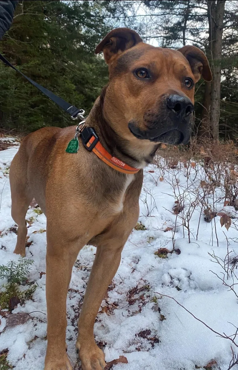 Boone In New England thumbnail 2