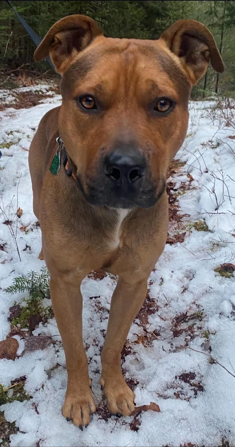 Boone In New England