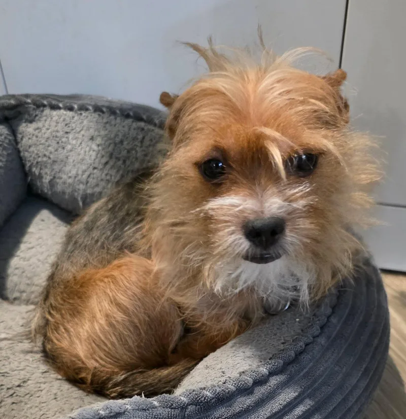 An adult small-sized male Norfolk Terrier dog named Bijou for adoption in New York, NY