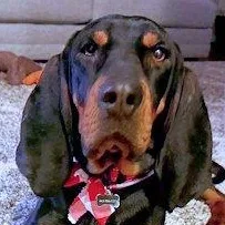 A young large-sized male Black and Tan Coonhound dog named Winston for adoption in Leawood, KS