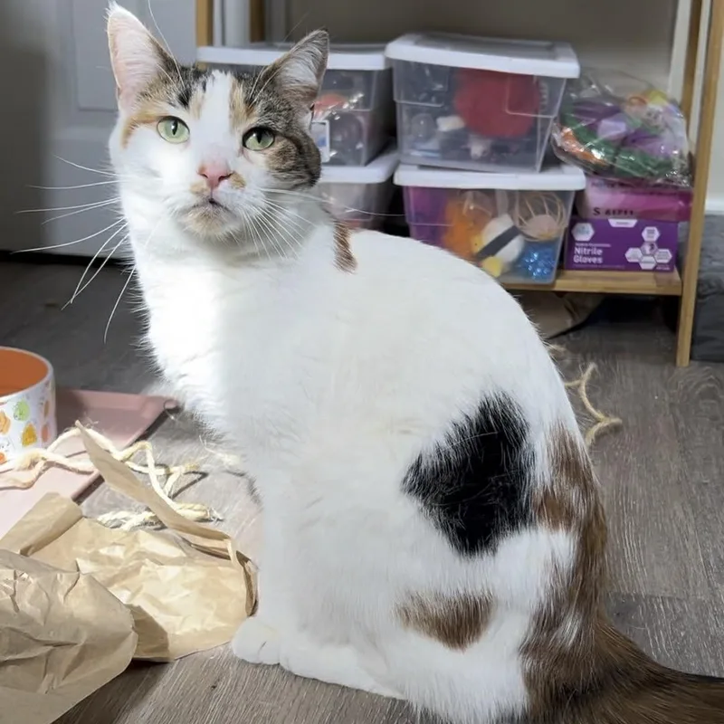 A young medium-sized female Calico Domestic Short Hair cat named Fern for adoption in Royal Oak, MI