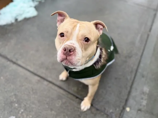 Orange Yogurt thumbnail 2