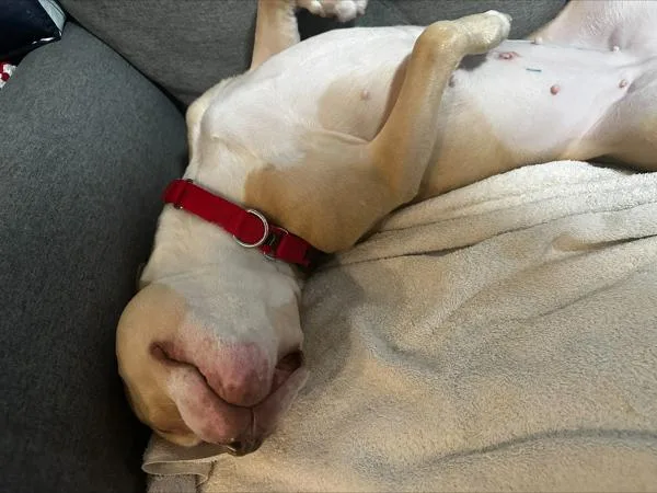 Orange Yogurt thumbnail 3