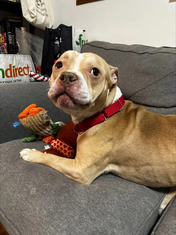 Orange Yogurt thumbnail 4