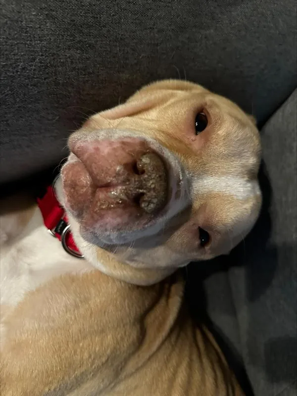 Orange Yogurt thumbnail 5