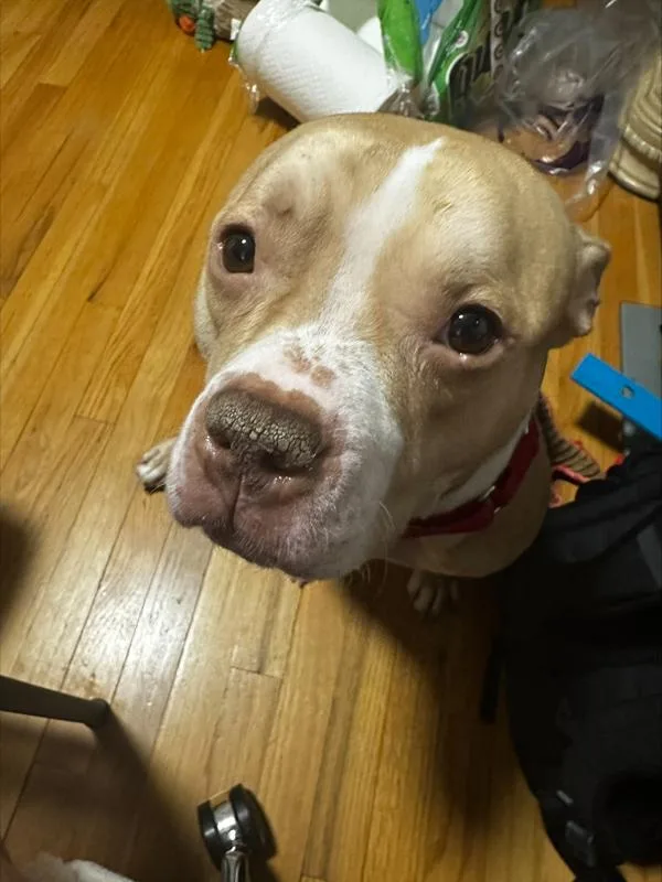 Orange Yogurt thumbnail 6