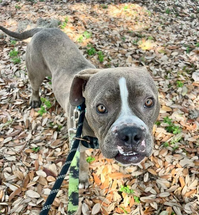 Bubba Gump thumbnail 2