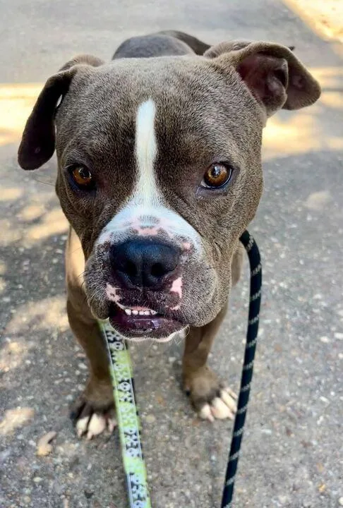 Bubba Gump thumbnail 3