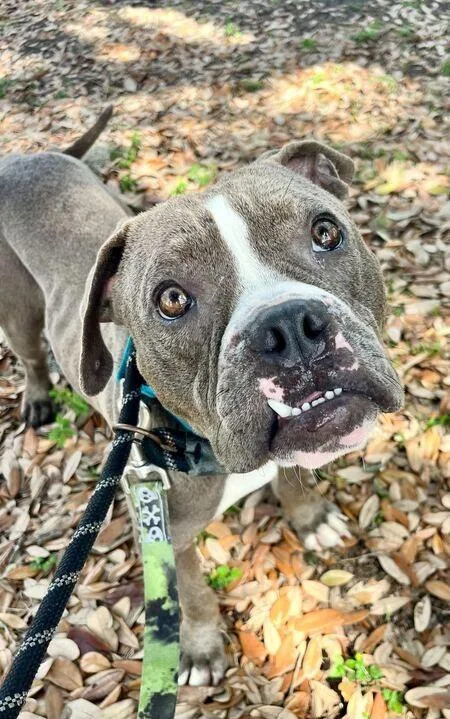 Bubba Gump thumbnail 4