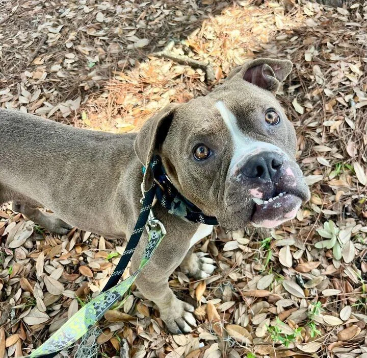 Bubba Gump thumbnail 5