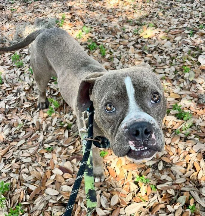 Bubba Gump thumbnail 6