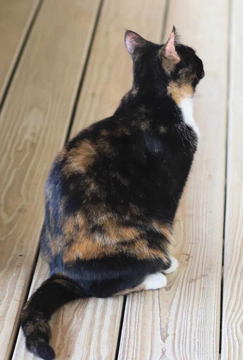 Peaches thumbnail 2