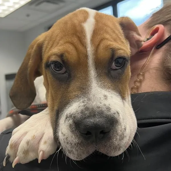 An adult small-sized male Hound dog named Sonny for adoption in Des Moines, IA