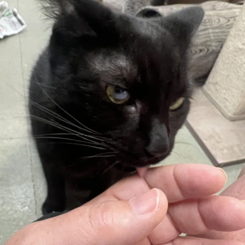 An adult large-sized male Domestic Short Hair cat named Pluto for adoption in Palmetto, FL