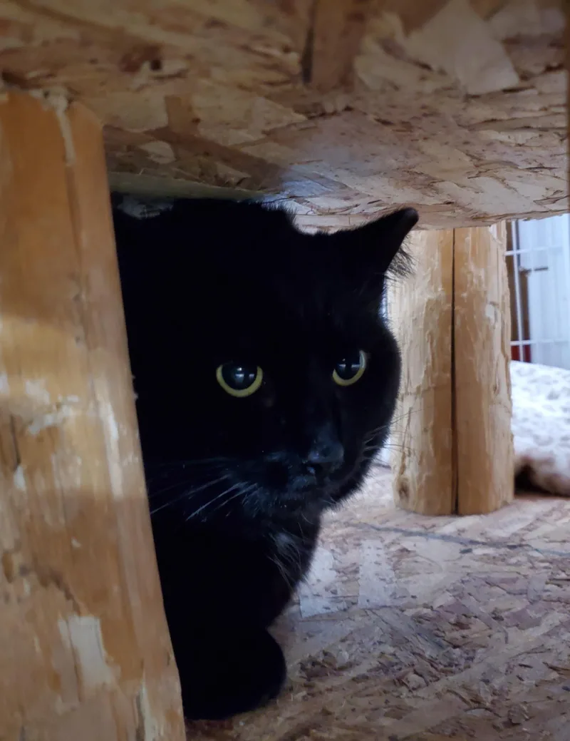 Benny Bubbles thumbnail 4