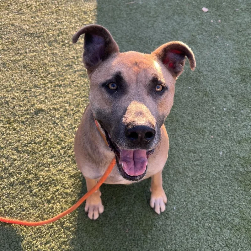 Spicy Tuna thumbnail 2