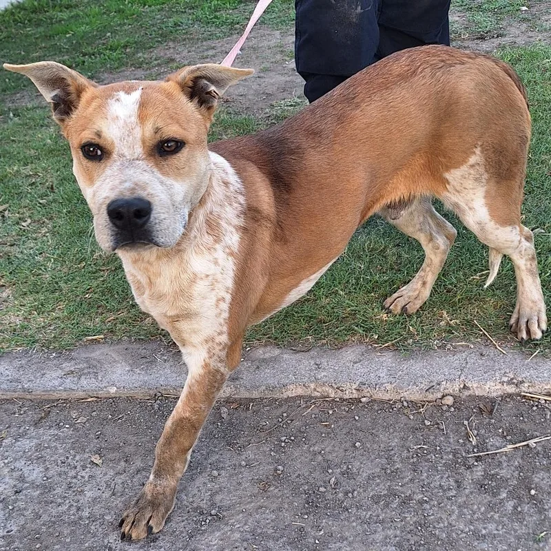 A young medium-sized male Red / Chestnut / Orange Cattle Dog dog named Almond Joy for adoption in Austin, TX