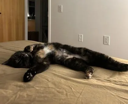 Tortie thumbnail 2