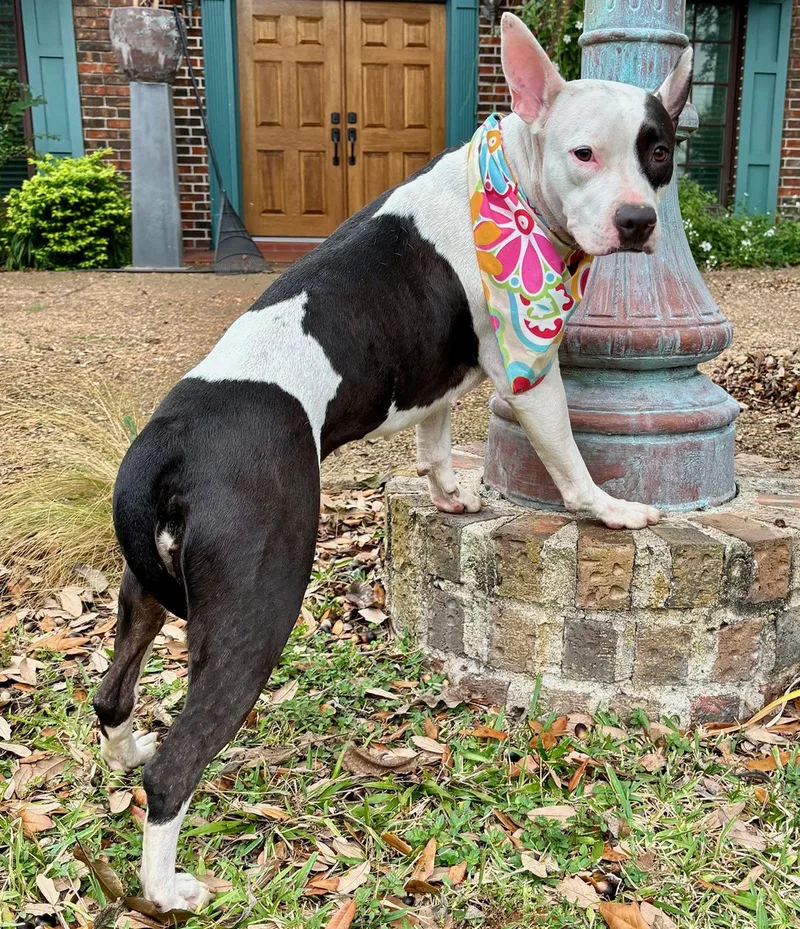 Darling Daisy  Super thumbnail 4