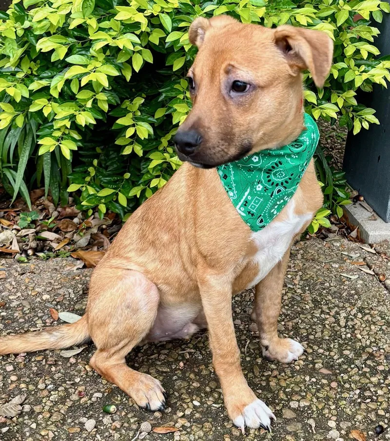 Gabe  Sweet Little thumbnail 5