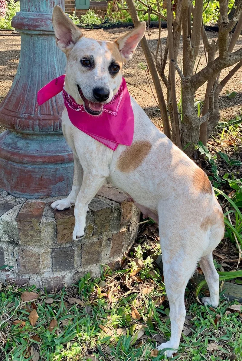 Gorgeous Lilly Belle! thumbnail 4