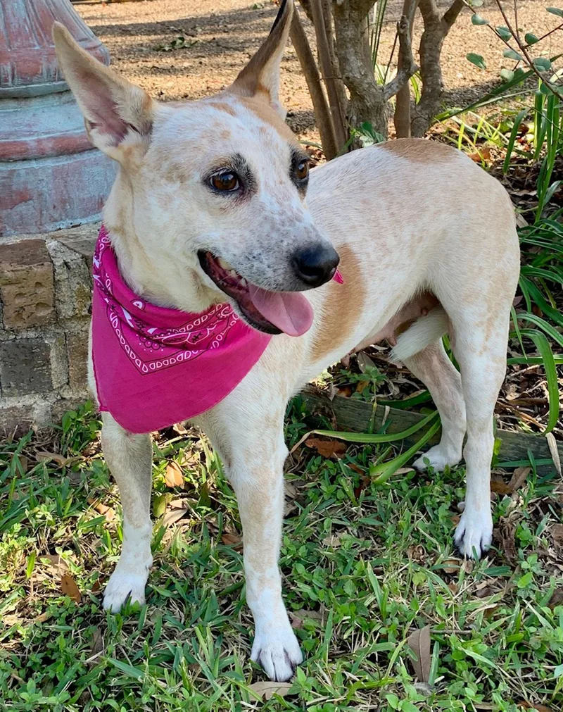 Gorgeous Lilly Belle! thumbnail 6