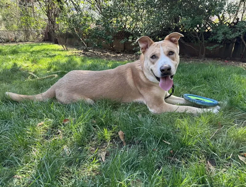 An adult large-sized male Labrador Retriever dog named Beebop for adoption in Roswell, GA